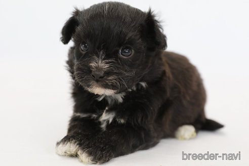 成約済の神奈川県のミックス犬-301726の6枚目